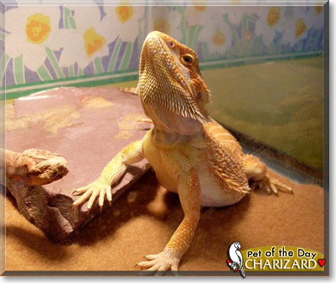 Charizard, the Pet of the Day