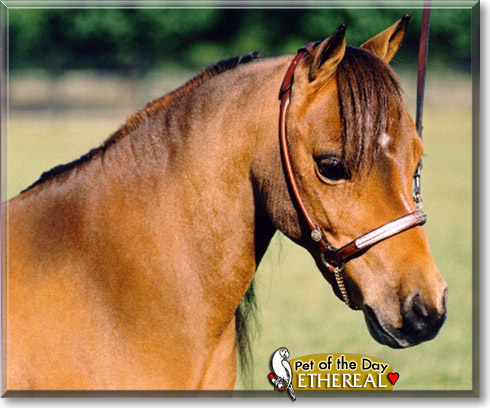 Ethereal, the Pet of the Day Ethereal, the Pet of the Day