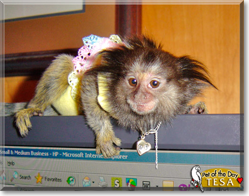 Tesa, the Pet of the Day