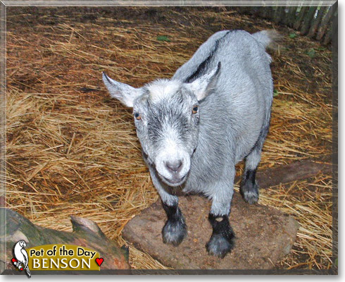Benson, the Pet of the Day