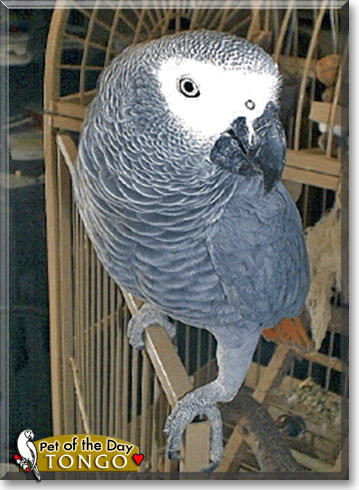 Tongo, the Pet of the Day