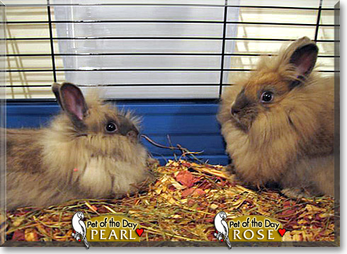Rose, Pearl, the Pet of the Day