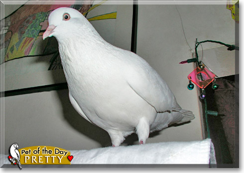 Pretty Pigeon, the Pet of the Day