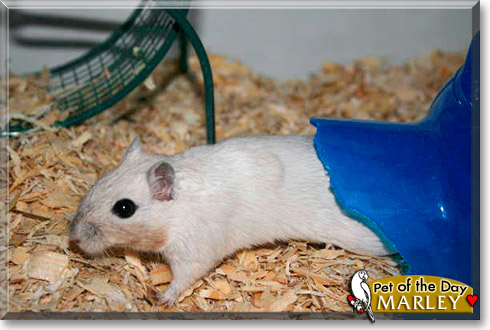 Marley, the Pet of the Day