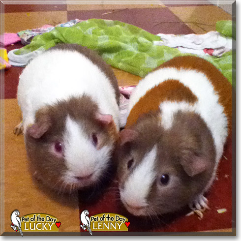 Lucky, Lenny, the Pet of the Day