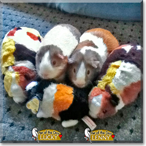 Lucky, Lenny, the Pet of the Day