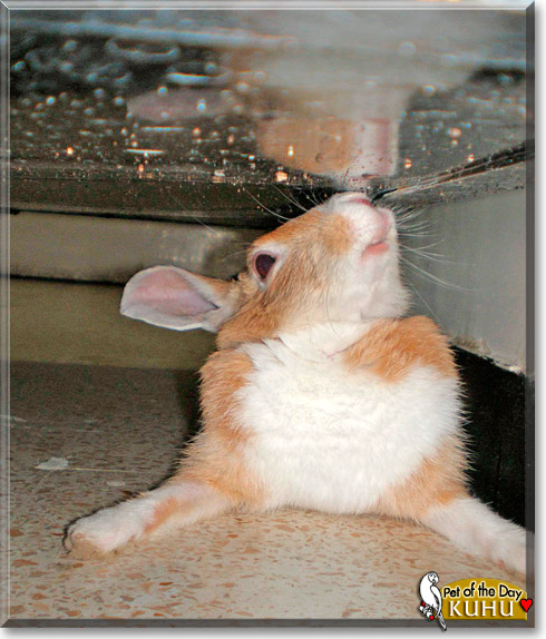 Kuhu, the Pet of the Day