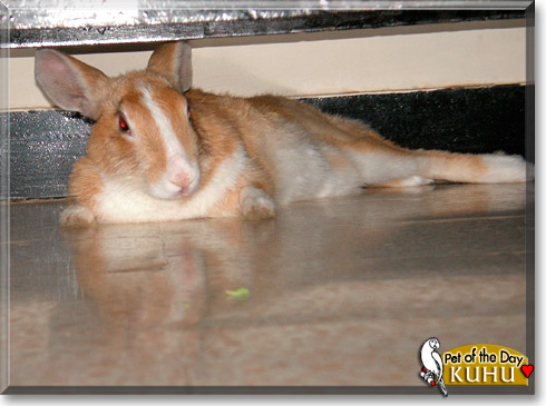 Kuhu, the Pet of the Day