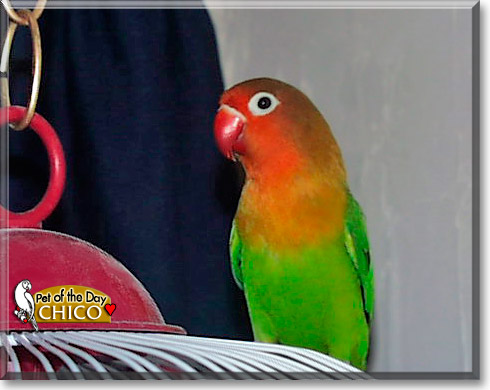 Chico, the Pet of the Day