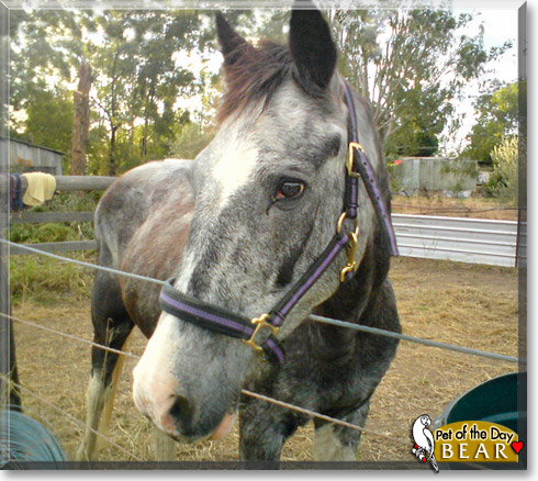 Bear, the Pet of the Day