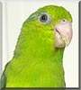 Pippi
