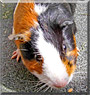 Harri