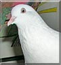 Pretty Pigeon