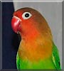 Chico