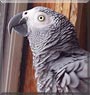 Taz