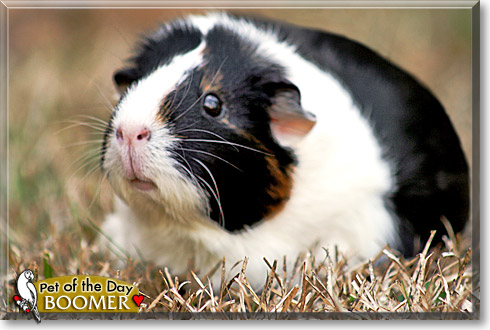 Boomer, the Pet of the Day