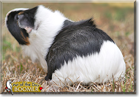 Boomer, the Pet of the Day