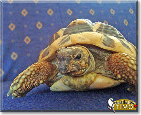 Timo, the Pet of the Day