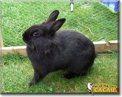 Cacau, the Pet of the Day