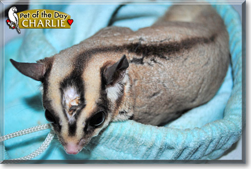 Charlie, the Pet of the Day