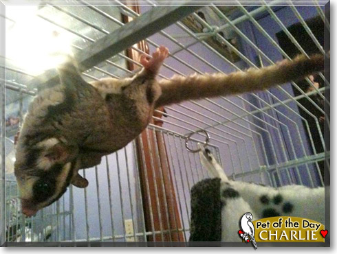 Charlie, the Pet of the Day