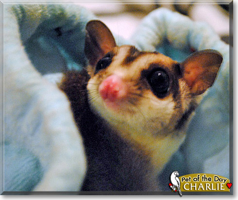 Charlie, the Pet of the Day