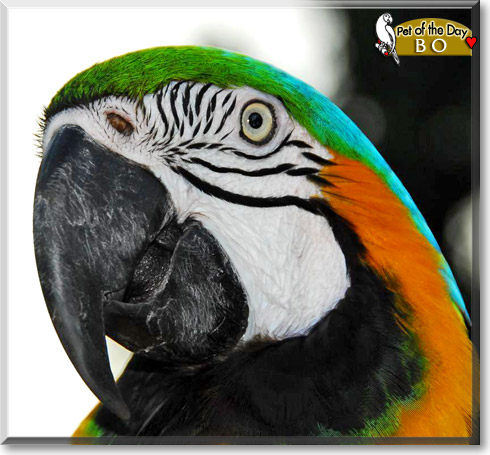 Bo, the Pet of the Day