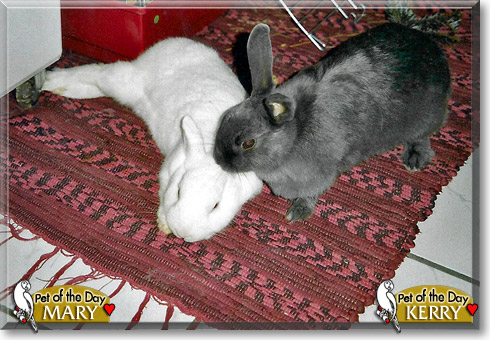 Mary, Kerry, the Pet of the Day