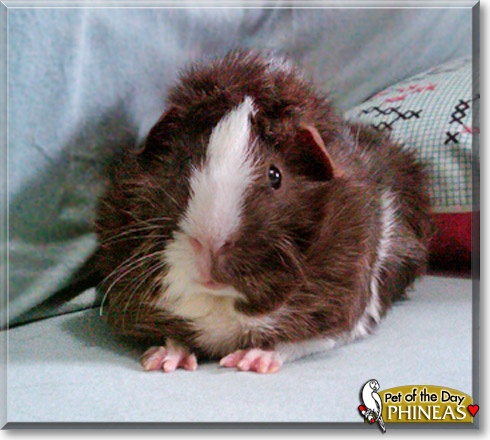 Phineas, the Pet of the Day