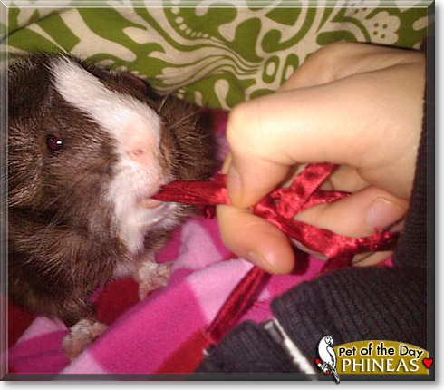 Phineas, the Pet of the Day