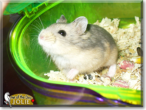 Jolie, the Pet of the Day
