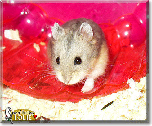 Jolie, the Pet of the Day