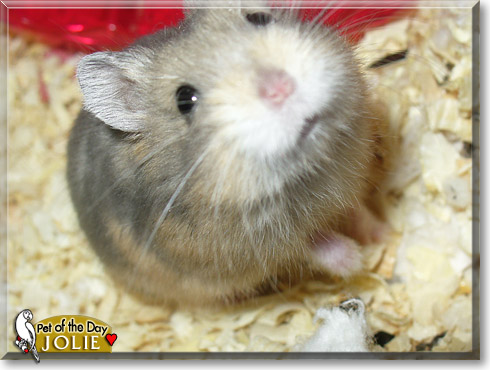 Jolie, the Pet of the Day