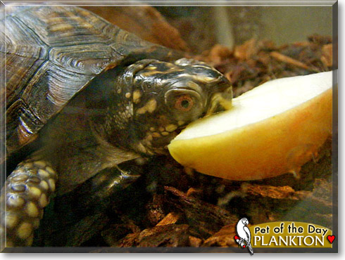 Plankton, the Pet of the Day