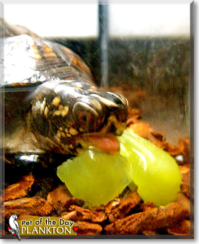Plankton, the Pet of the Day