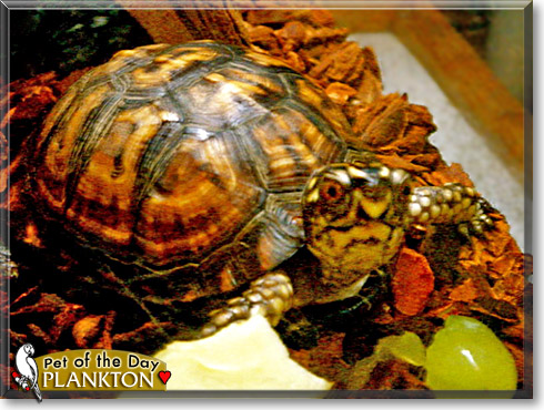 Plankton, the Pet of the Day