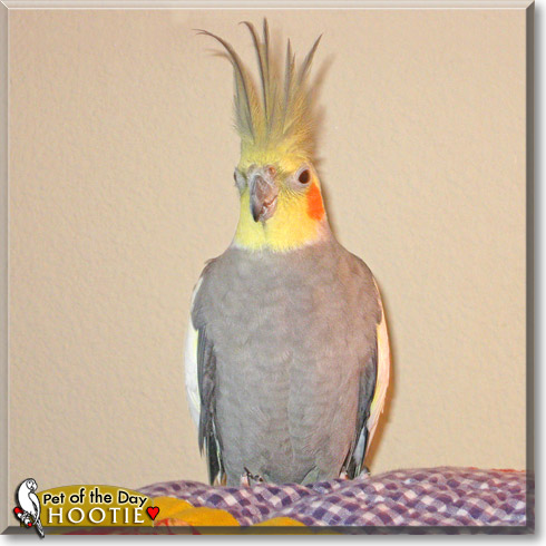 Hootie, the Pet of the Day Hootie, the Pet of the Day