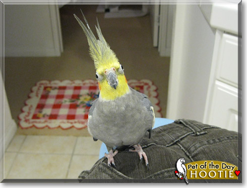 Hootie, the Pet of the Day Hootie, the Pet of the Day