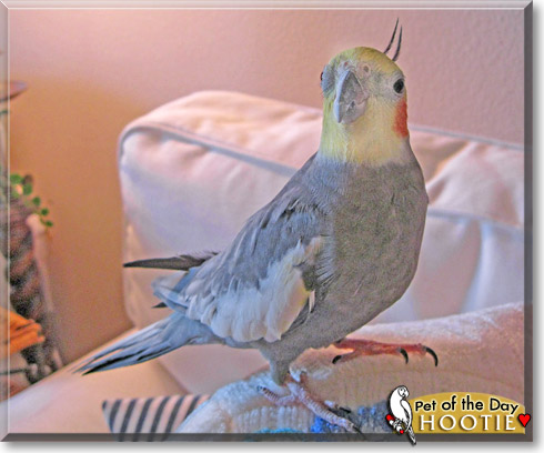 Hootie, the Pet of the Day Hootie, the Pet of the Day