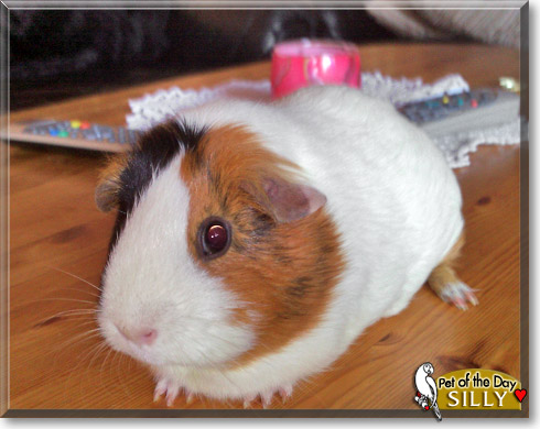 Silly, the Pet of the Day