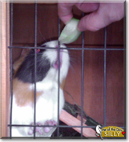 Silly, the Pet of the Day