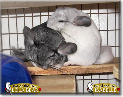 Lola Bear, Isabelle, the Pet of the Day