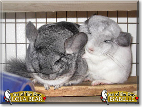 Lola Bear, Isabelle, the Pet of the Day