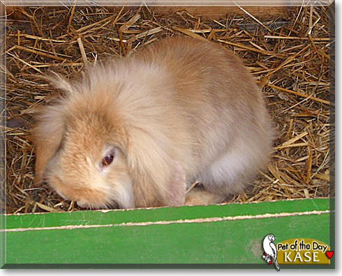 K&auml;se, the Pet of the Day