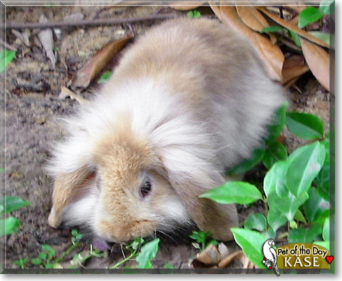 K&auml;se, the Pet of the Day