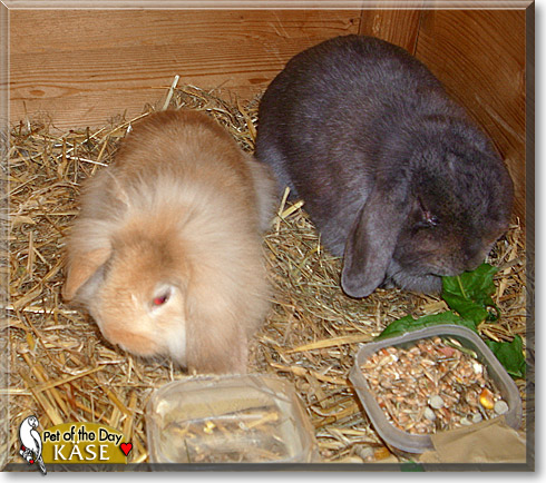 K&auml;se, the Pet of the Day