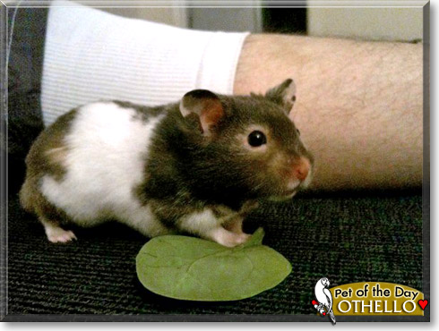 Othello, the Pet of the Day