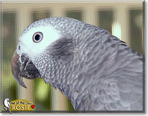 Rosie, the Pet of the Day