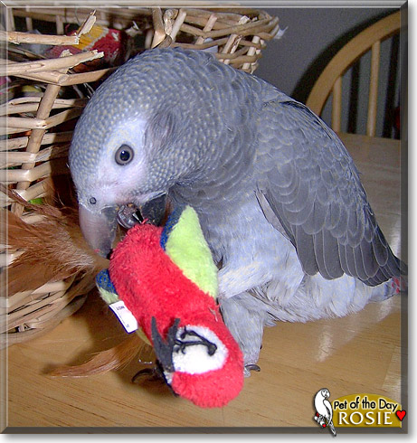 Rosie, the Pet of the Day