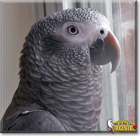 Rosie, the Pet of the Day